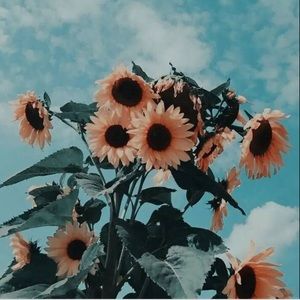 Meet your Posher, Coral